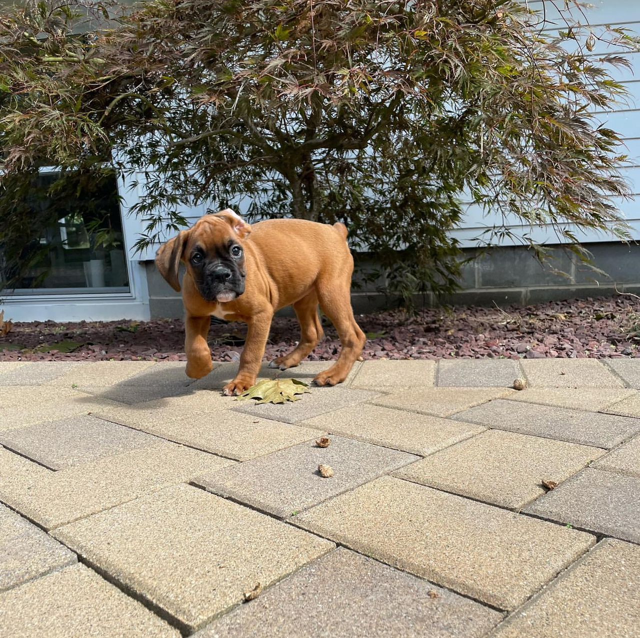 Bella
