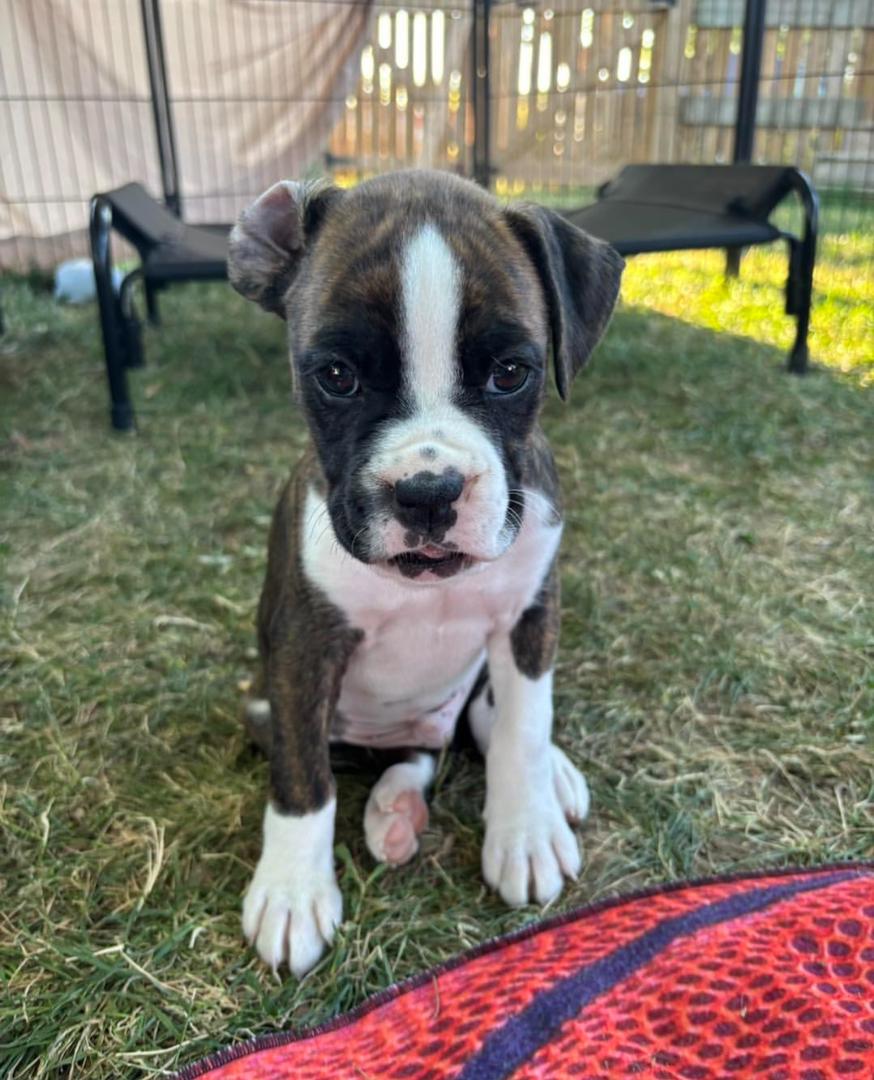 Bruno