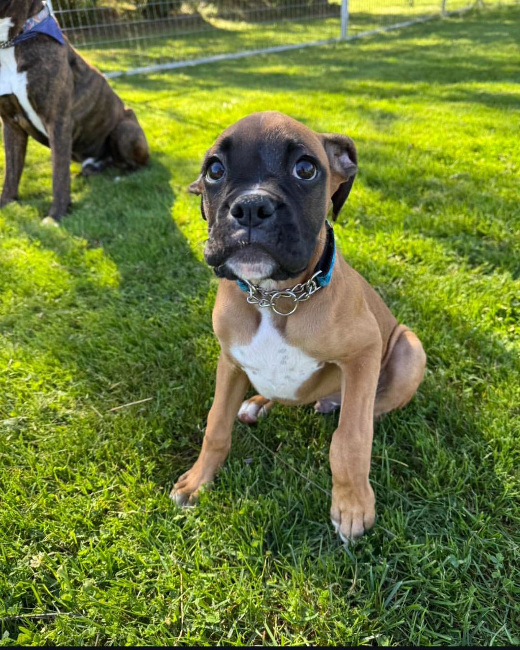Cooper