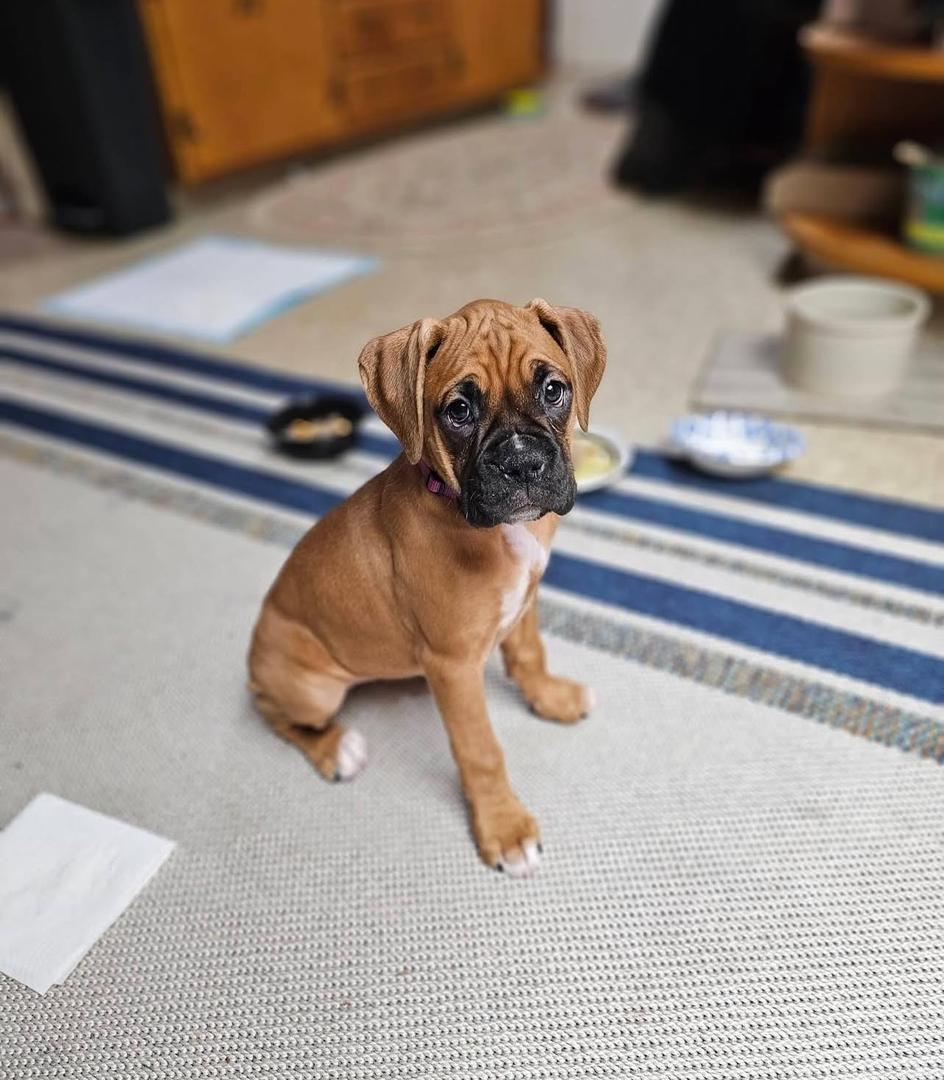 Ella
