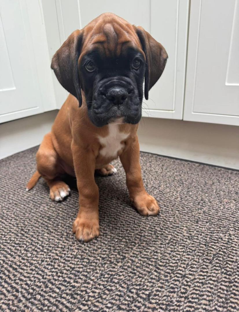 Piper