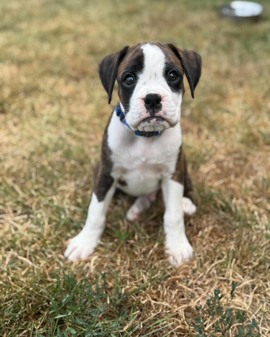 Toby